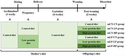 Postnatal nutrition environment reprograms renal DNA methylation patterns in offspring of maternal protein-restricted stroke-prone spontaneously hypertensive rats